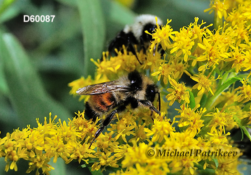 Tricolored Bumble Bee (Bombus ternaries)